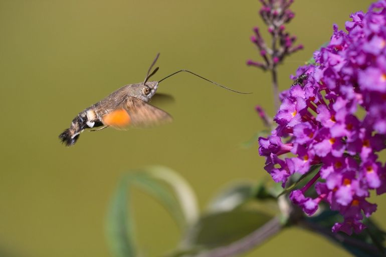 Kolibrievlinder op een vlinderstruik