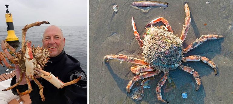 Links: Even voor de foto mee omhoog genomen en daarna weer losgelaten. Grote spinkrab van het wrak Christiaan Huygens, juni 2022 (Bron: Roel van der Mast). Rechts: Zo spoelen ze straks misschien ook op onze stranden aan: exemplaar aangespoeld op het Belgische strand bij Koksijde op 3-3-2018