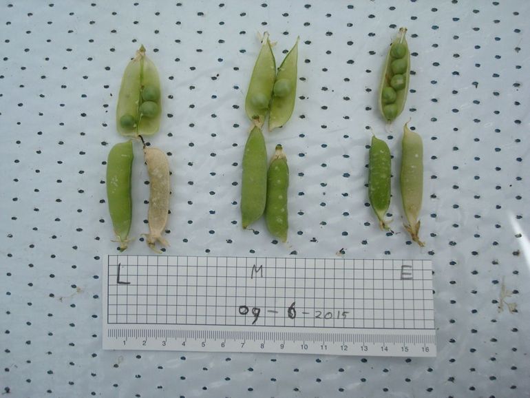 Geoogste erwten. Links gekweekt op maanbodemsimulant, midden op Marsbodemsimulant en rechts aardse controle, twee maanden na het begin van het experiment