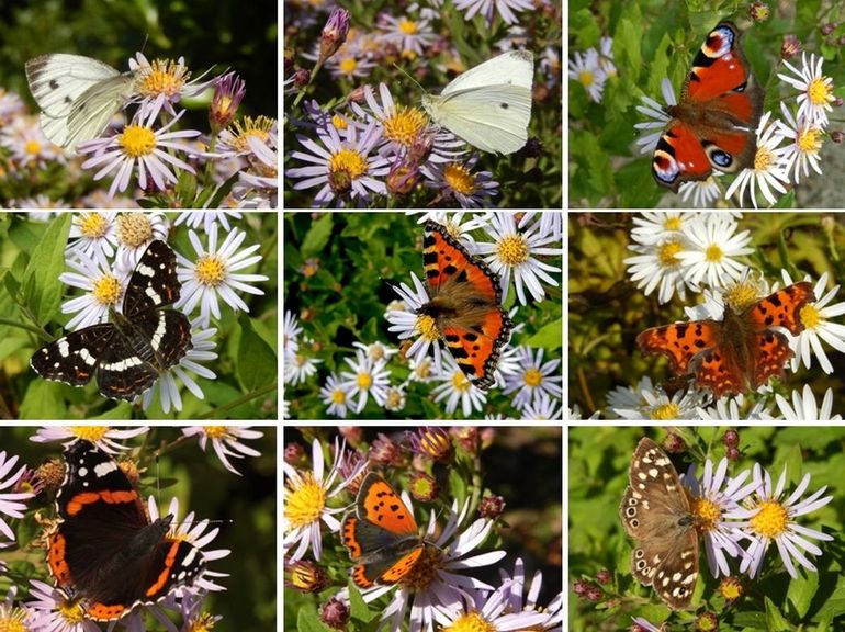 Vlinders op herfstaster, v.l.n.r. boven: klein geaderd witje, klein koolwitje & dagpauwoog, midden: landkaartje, kleine vos & gehakkelde aurelia, onder: atalanta, kleine vuurvlinder & bont zandoogje