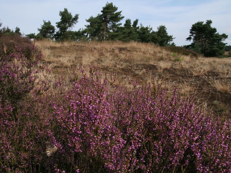 De heivlinder heeft variatie nodig: kaal zand, gras, hei en een boom of struik