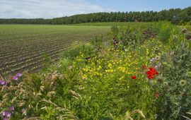 Voorbeeld bloemrijk bermbeheer