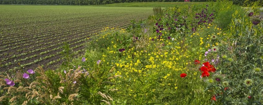 Voorbeeld bloemrijk bermbeheer