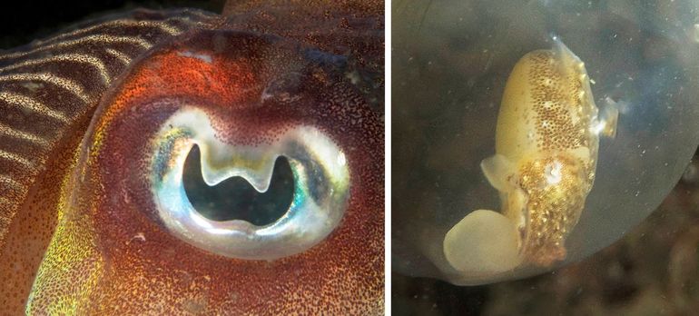 Links: oog van een zeekat; de stipjes in het lichaam zijn de chromatoforen die het kleurpatroon regelen. Rechts: jong zeekatje in ei, met onderin de dooierzak