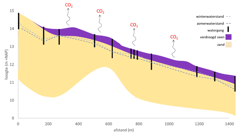 Huidig beeld: watergangen zorgen voor verdroging, veen veraardt, daarbij komt CO2 vrij