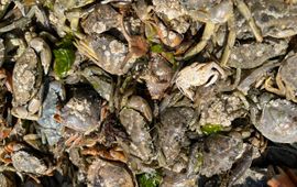 Ana Born-Torrijos Crabs