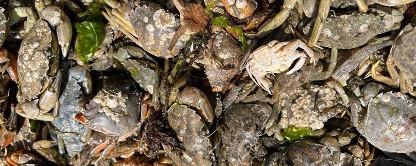 Crabs