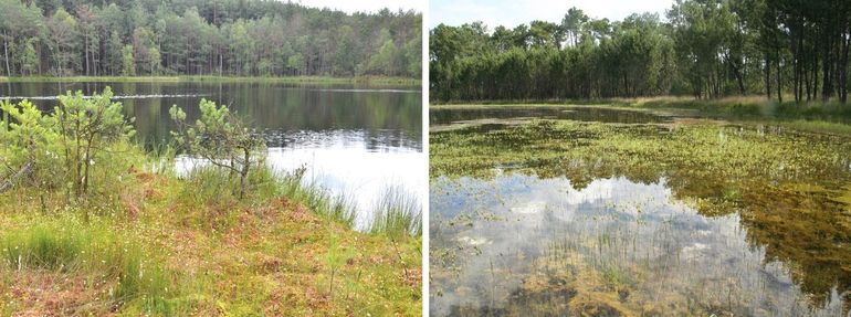 Twee buitenlandse leefgebieden van de oostelijke witsnuitlibel: links in Noordoost-Duitsland en rechts in de Aquitani&euml; (Zuid-Frankrijk)