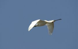 Platalea leucorodia. Lepelaar