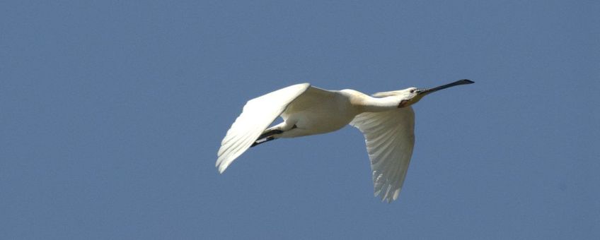 Platalea leucorodia. Lepelaar