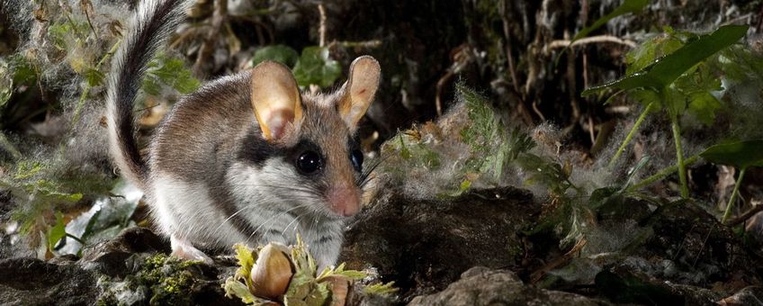 Eikelmuis (Eliomys quercinus)