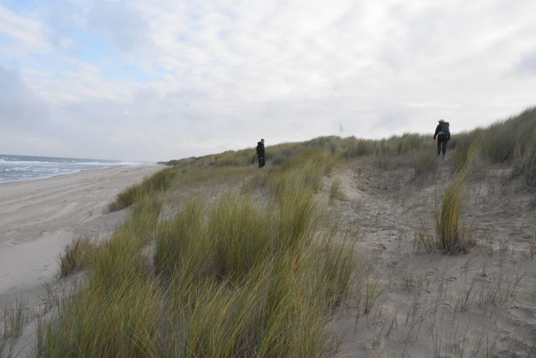 Onderzoek naar paddenstoelen in de witte duinen