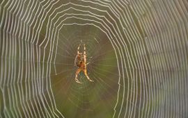 Tom Heijnen,  Saxifraga Araneus diadematus, Kruisspin
