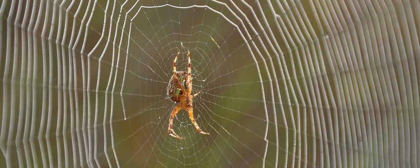 Araneus diadematus, Kruisspin