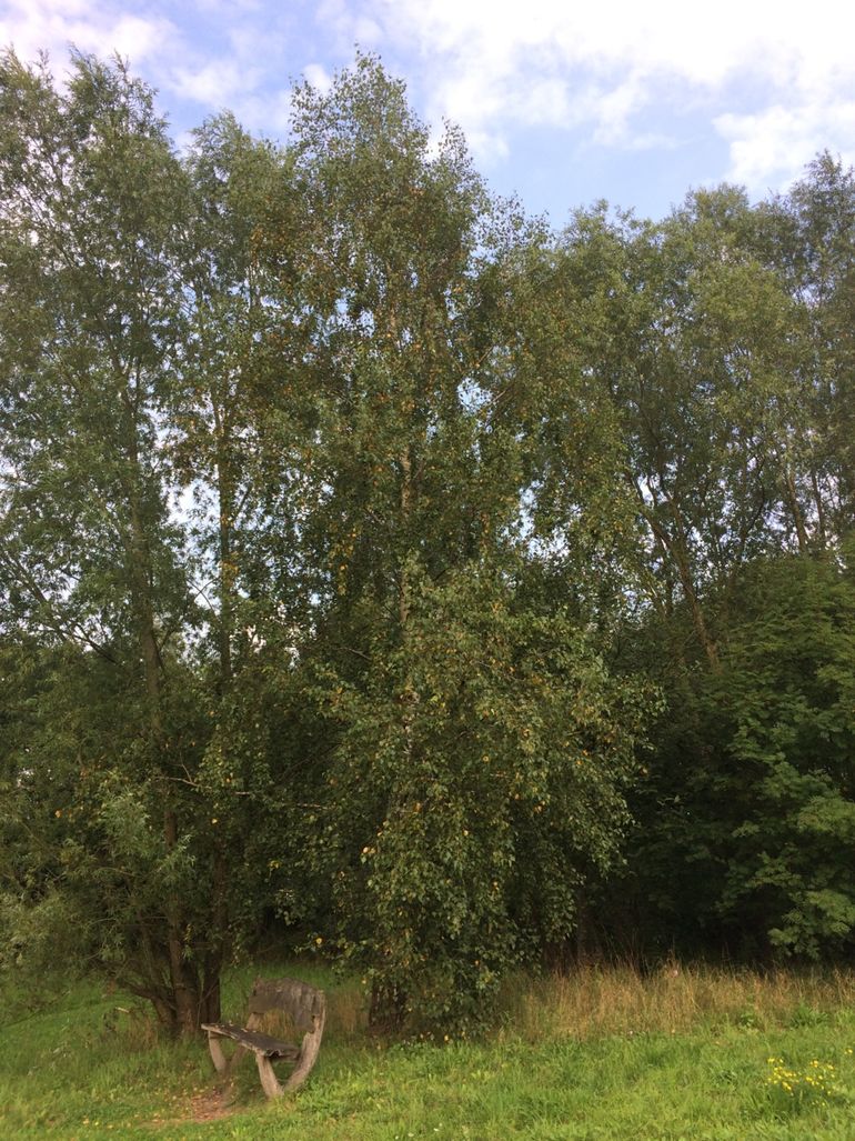 Stand bladverkleuring (20%) van de berk achter het Lumen gebouw op 16 augustus 2017 