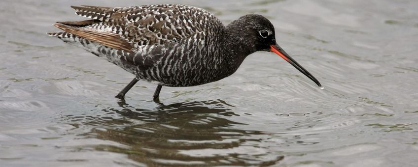 walgelijk Dochter Vier Nature Today | De najaarstrek van de zwarte ruiter is begonnen