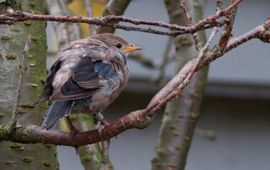 Vogelbescherming Nederland