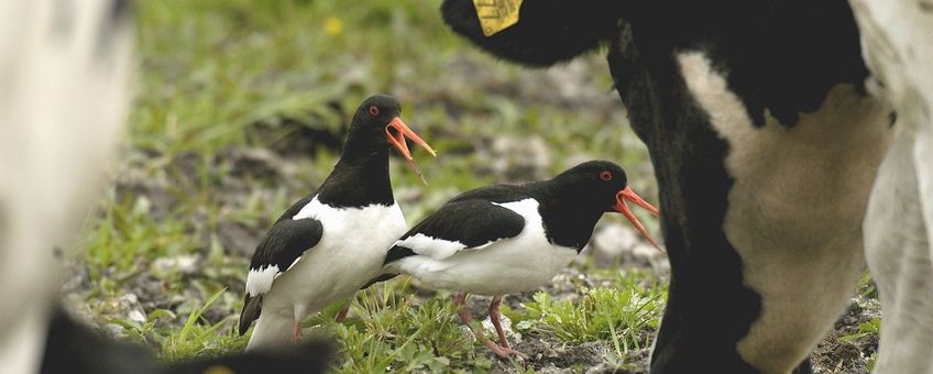 Scholeksters en koe in een weiland