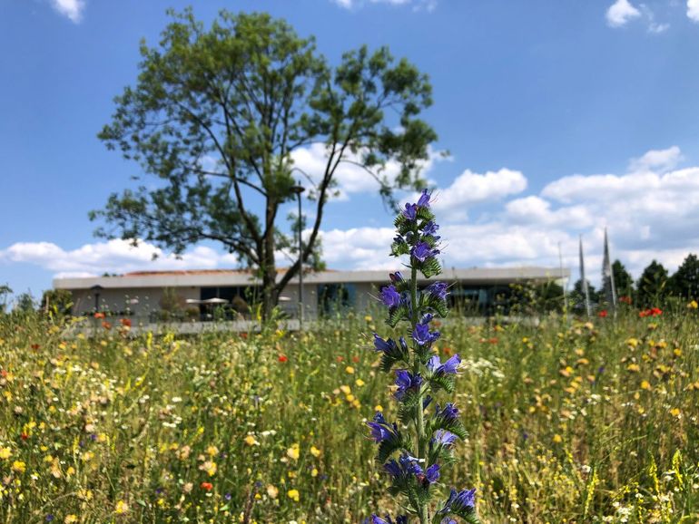 Omniagebouw in een bloemenzee op de campus van Wageningen University & Research