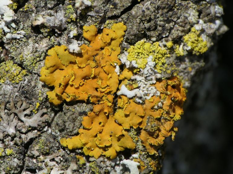 Dragonderdooiermos heeft een prachtige oranje kleur