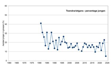 Figuur 2. Trend in het broedsucces van toendrarietgans in de loop der jaren