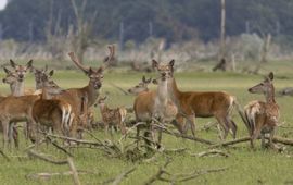 Cervus elaphus. Edelhert