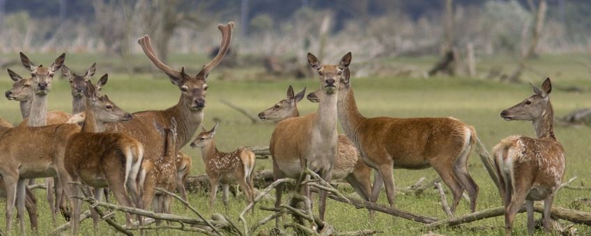 Cervus elaphus. Edelhert