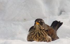 Adam Kumiszcza kramsvogel in sneeuw wikipedia GNU