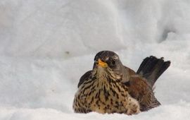 kramsvogel in sneeuw wikipedia GNU
