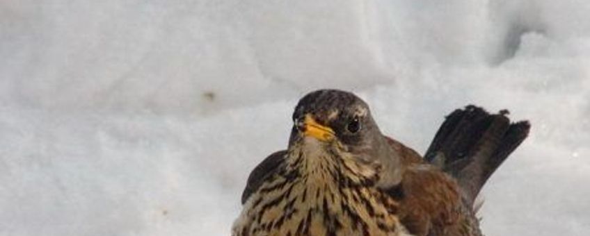 kramsvogel in sneeuw wikipedia GNU
