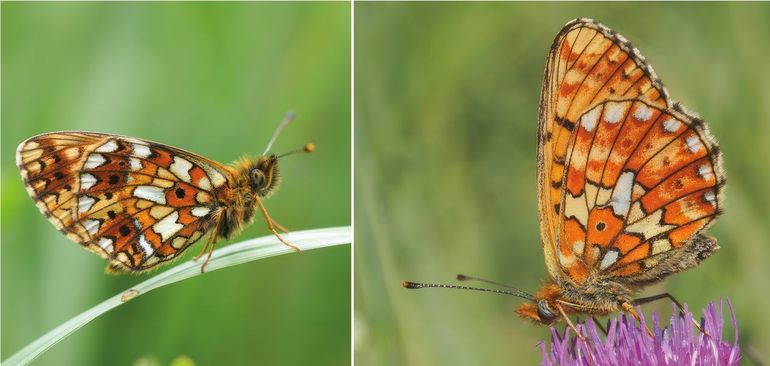 Zilveren maan (links) die wel wat lijkt op de zilvervlek (rechts)