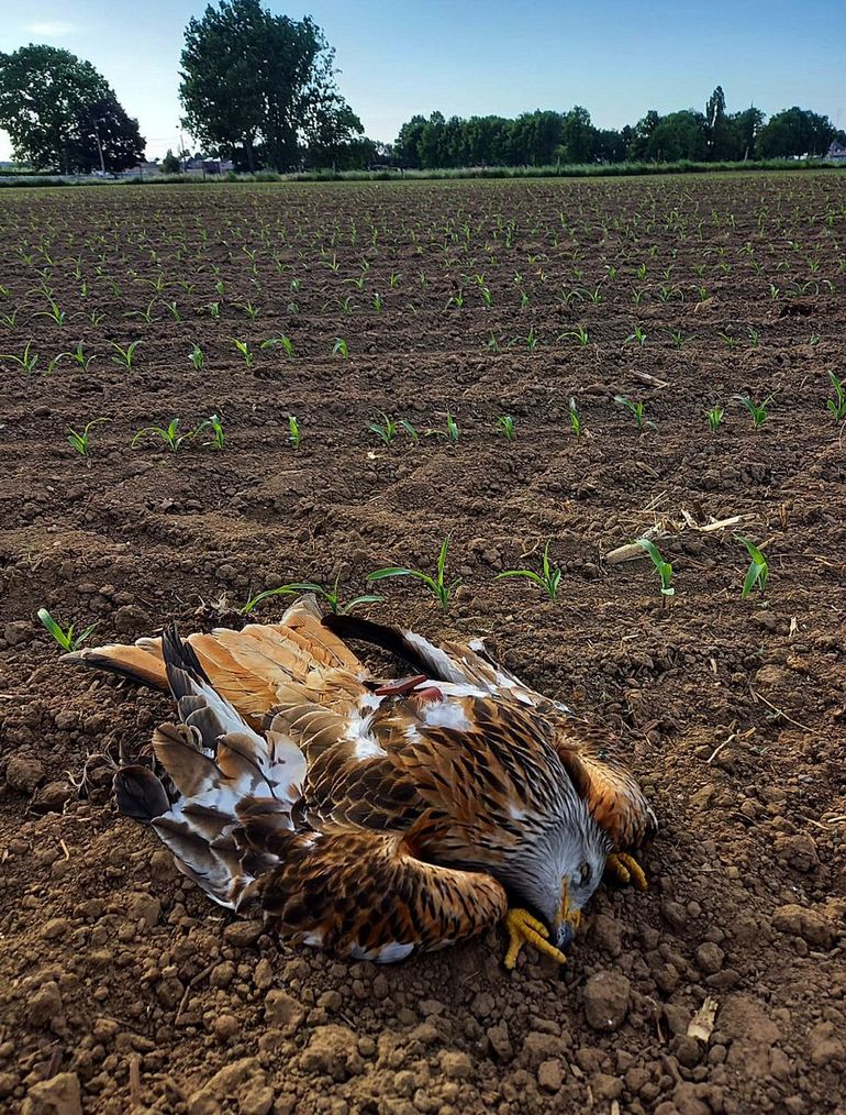 Dead adult reed wuw (male) from Valkenburg, Dilsen-Stokkem (B), 15 May 2022