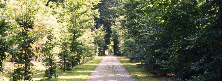 Beukenlaan op Landgoed De Barkel