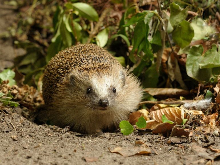 Het heggenvarkentje is gek op zo'n klein stukje heg