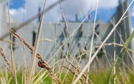 Organisaties kunnen biodiversiteit in hun omgeving versterken, bijvoorbeeld hier, bij de onderstations bij netbeheerder Alliander.