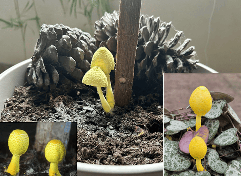 De prachtige Goudgele plooiparasol