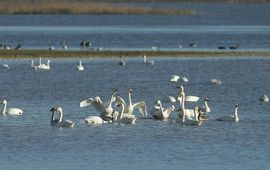 Kleine zwanen in de Noordwaard