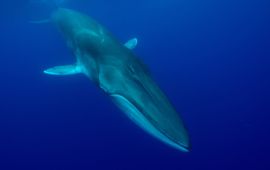 © naturepl.com / Luis Quinta / WWF Fin whale
