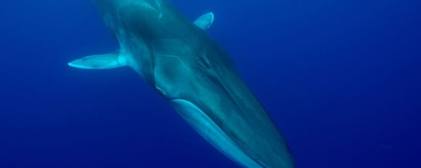 Fin whale