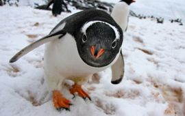 Nathalie Bowes WWF Canada Ezelspinguin