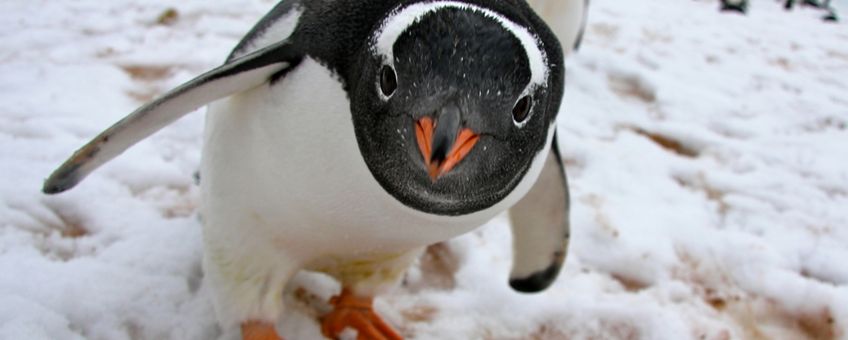 Nature Today Bescherming Van Pingu Ns Stapje Dichterbij