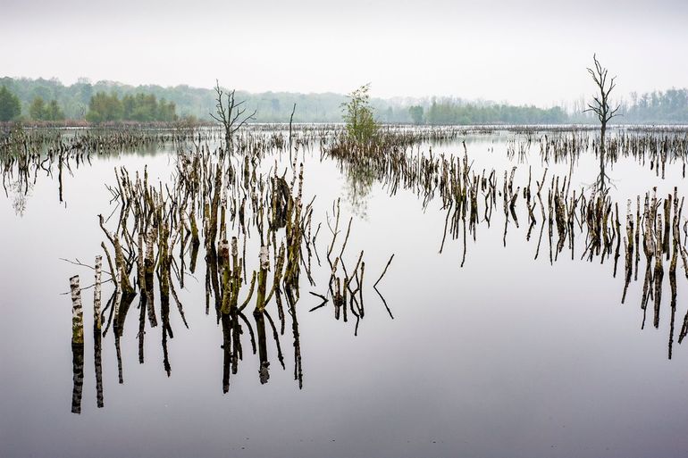 Grootschalig vernattingsproject in de Mariapeel in 2009