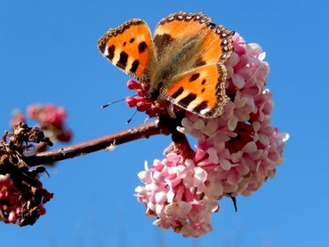 Kleine vos op de roze bloeiende Viburnum. Er zit nog geen blad aan de struik