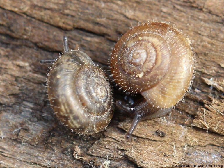 Haarslakjes: piepklein en harig