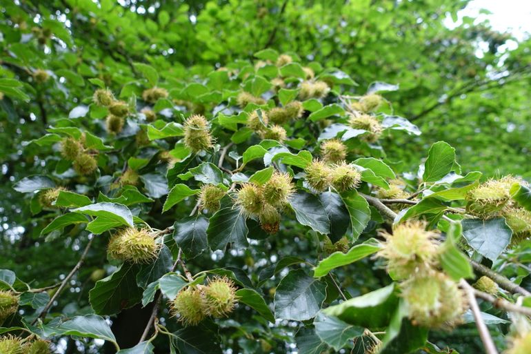 Beukenbolstertjes in juni 2016