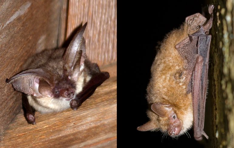 Grijze grootoorvleermuis (l) en ingekorven vleermuis (r)