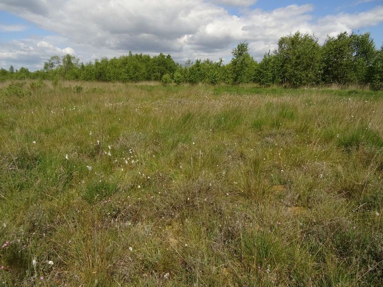 Kansrijke ontwikkeling voor het veenhooibeestje langs de rand van het Meerstalblok
