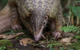 © naturepl.com / Suzi Eszterhas / Wild Wonders of China / WWF Pangolin