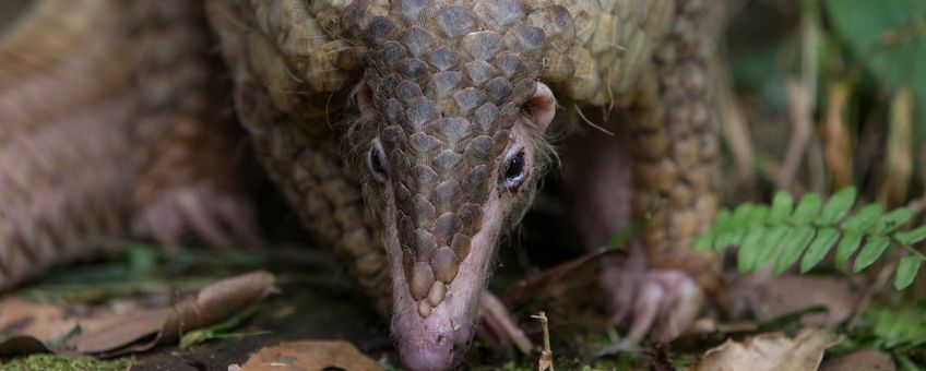 Pangolin