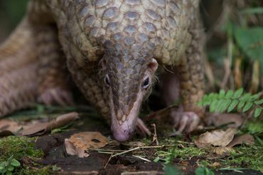 Pangolin